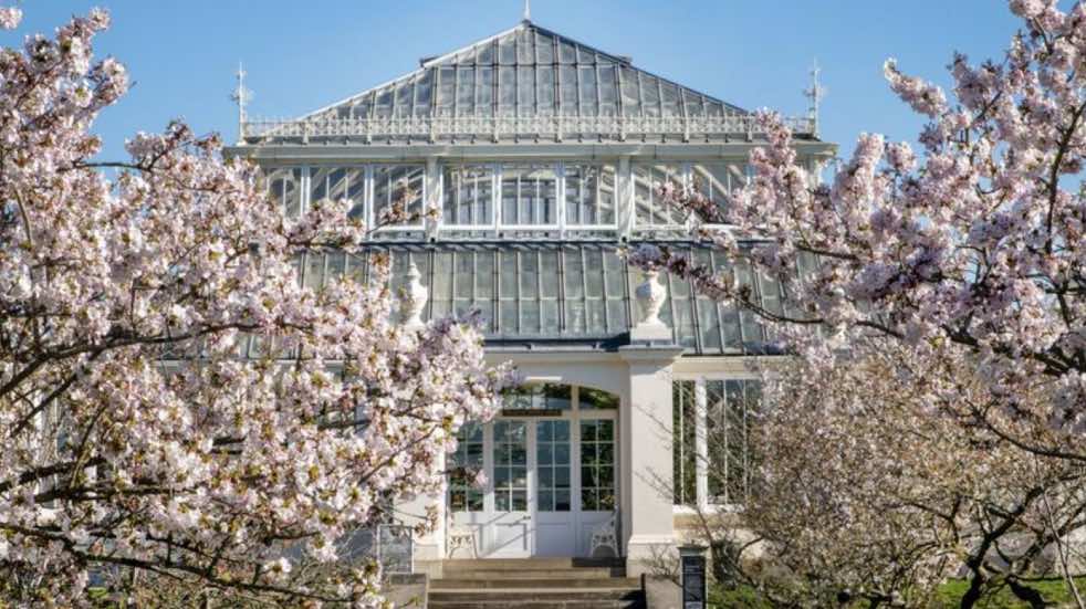 Cherry blossom at Kew Gardens